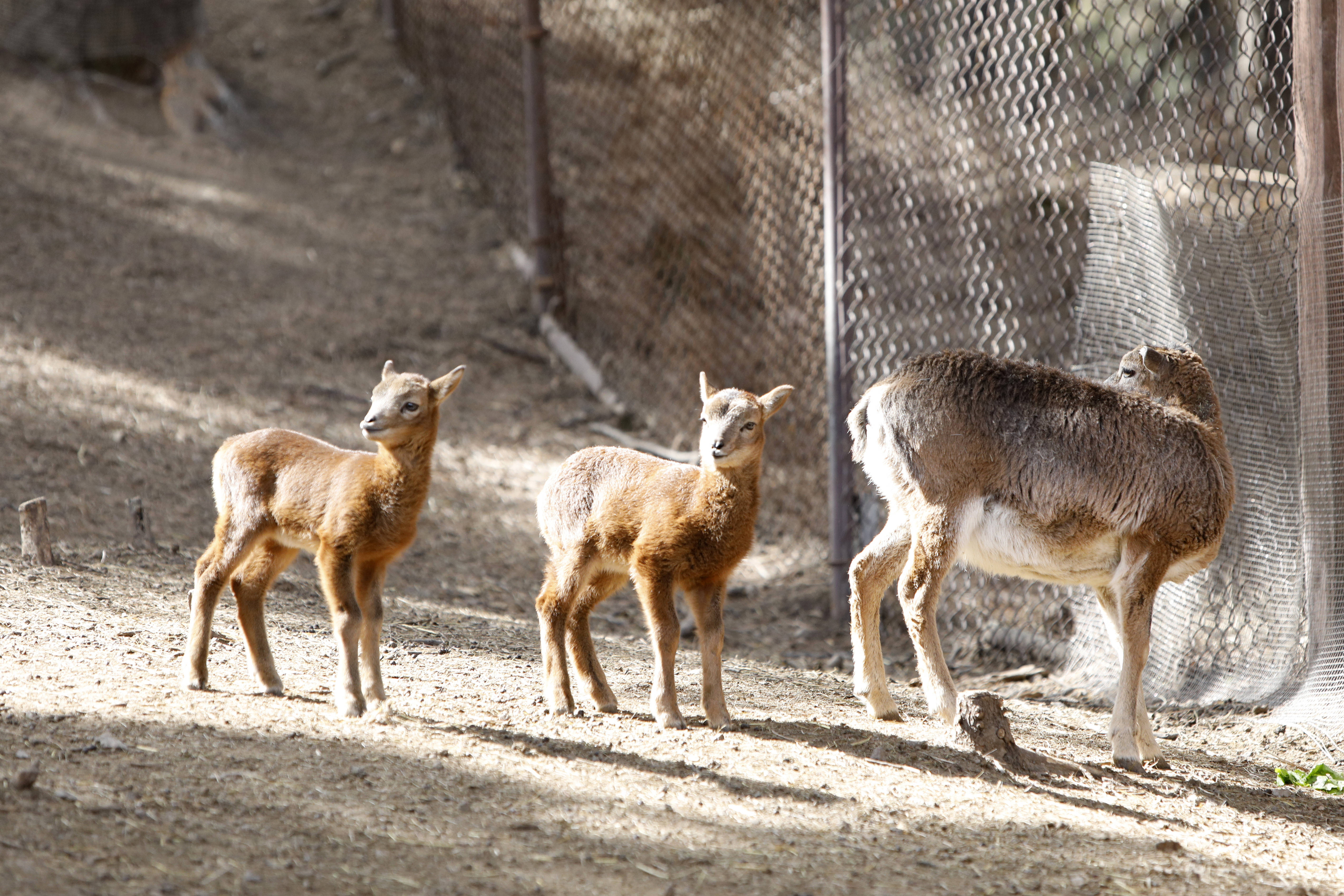 在沈阳森林动物园内,盘羊,梅花鹿,黑叶猴等动物在这个季节陆续产崽