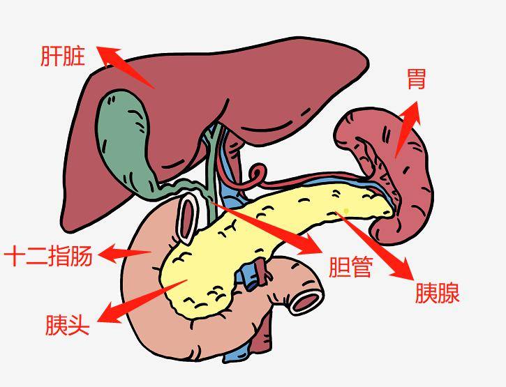 肝胆分布图画高清图片