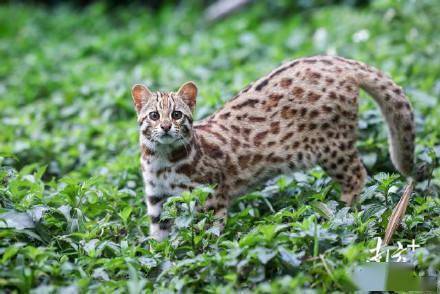 深圳落单野生豹猫回家了_训练_自然_成功