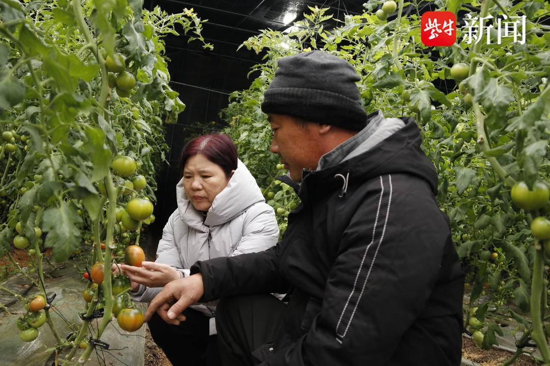 農技專家田頭指導菜農大棚防凍保溫_棚室_農業_贛榆