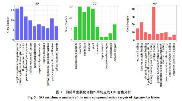 基於網絡藥理學及分子對接探討仙鶴草改善慢性萎縮性