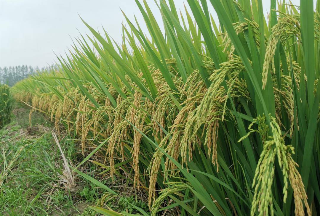 农香24水稻品种图片