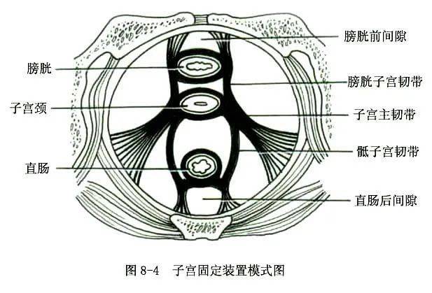 内生殖器包括阴道,子宫,输卵管和卵巢