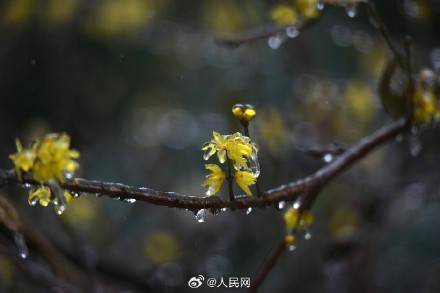 美!梅花傲寒綻放彷彿包了層糖衣_冰雪_六安_來源