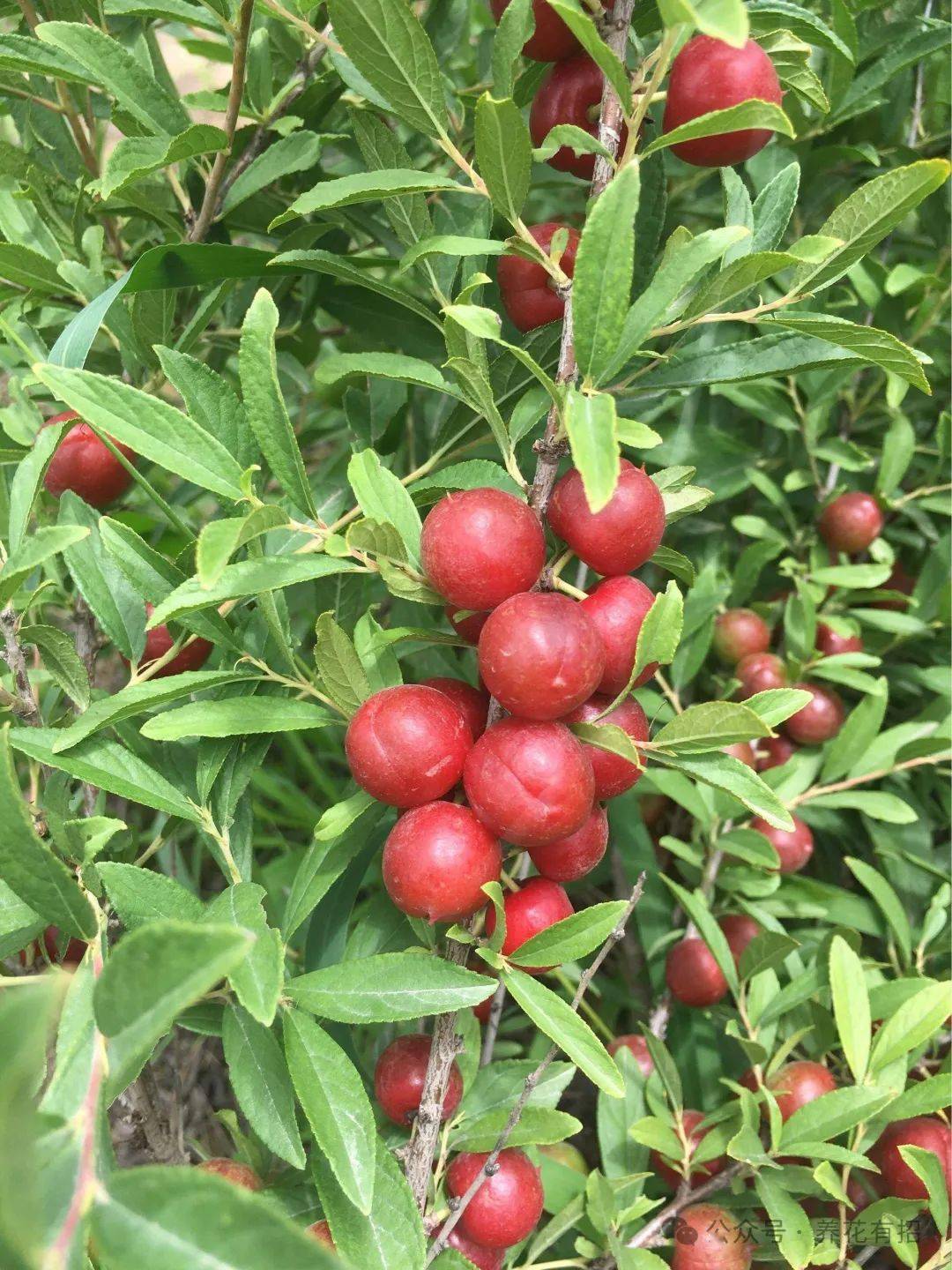 虽然这种像杏像李又像樱桃的果子,目前在市场还不是很普遍,南方更少见