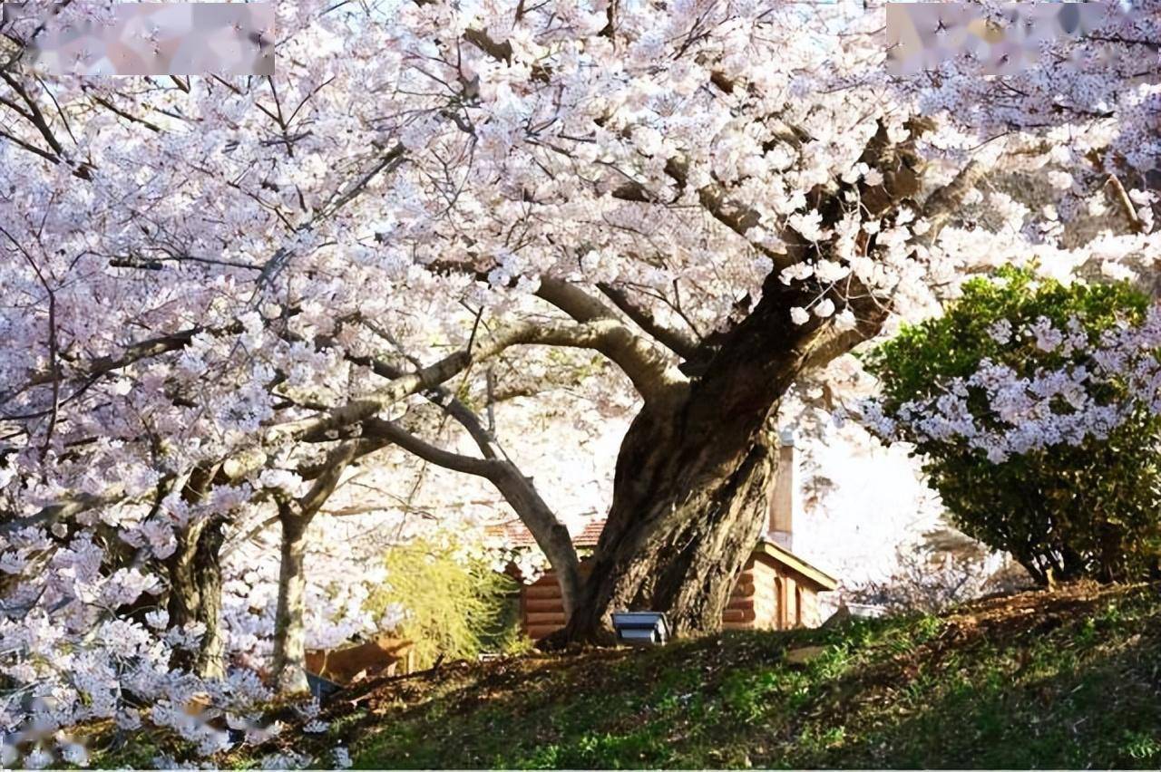 國內賞櫻花地點_位置_時間_公園