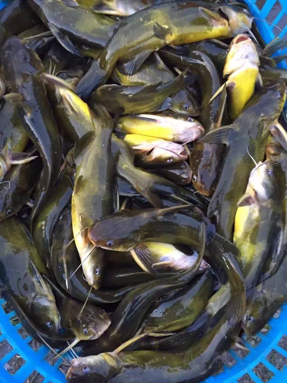 5元!凶猛雨雪致鱼车被堵,鳜鱼,加州鲈,黄