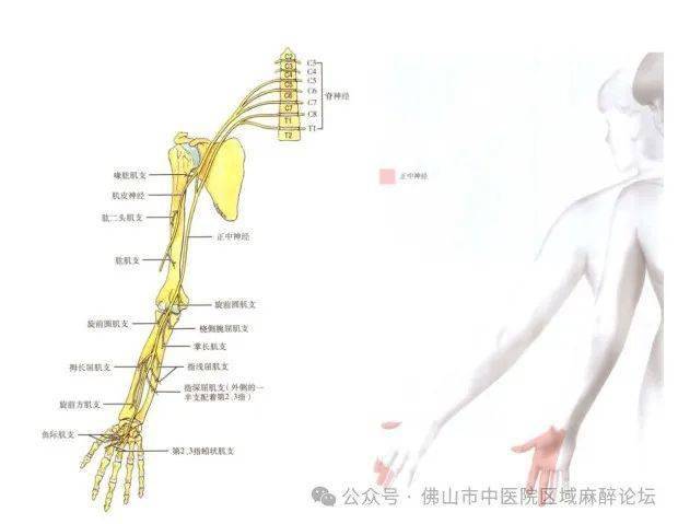 臂丛腋路定位技巧图片