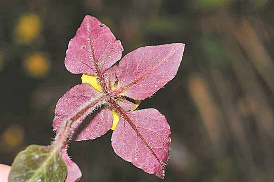 韶关丹霞山发现植物新种