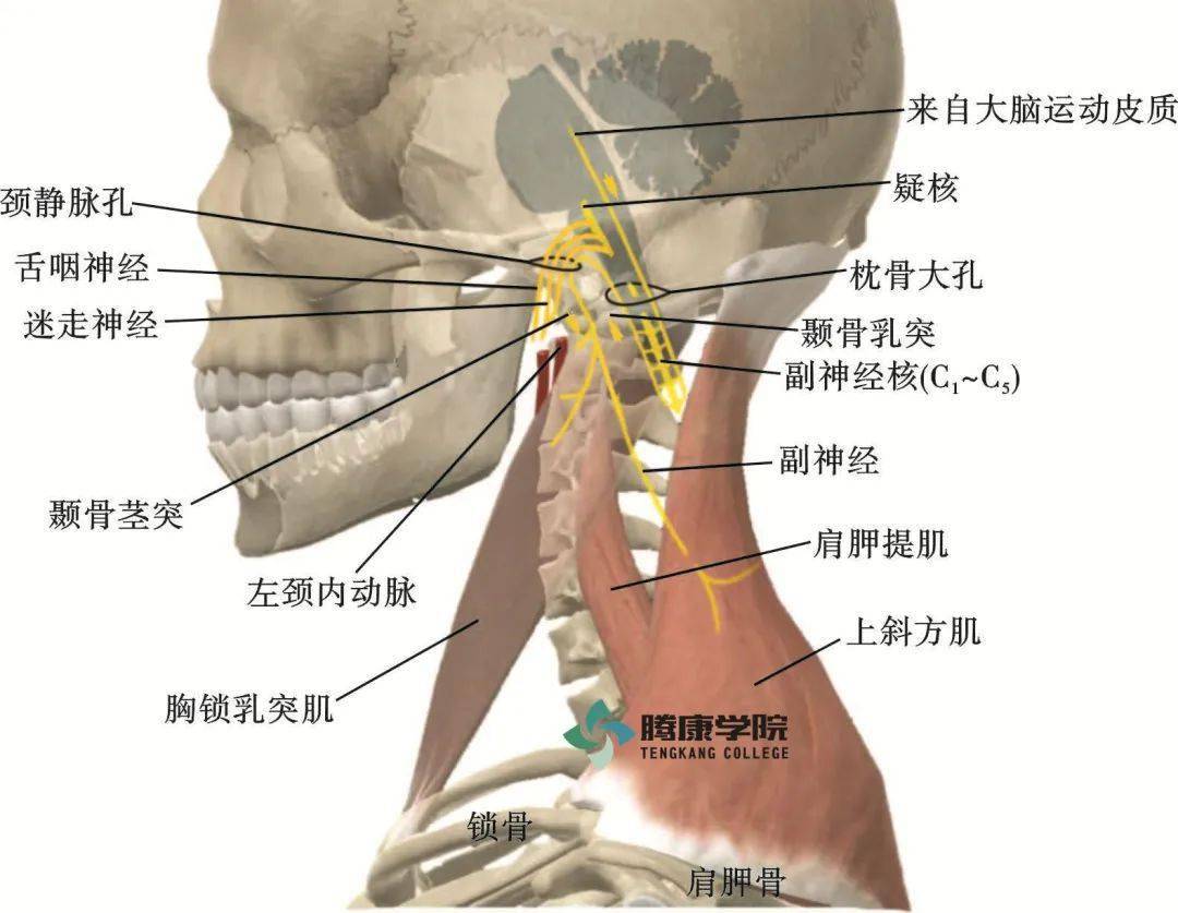行于颞骨茎突的内侧,斜向下行,从深面进入胸锁乳突肌的上份,一部分