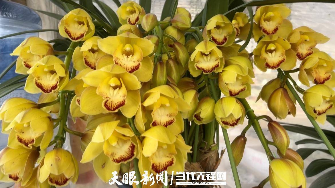 天津花卉批发市场哪个最便宜又好看