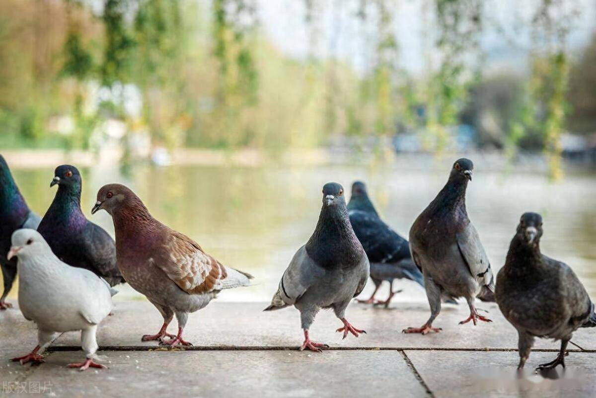 杂交乳鸽品类有哪些_品种_进行_特点