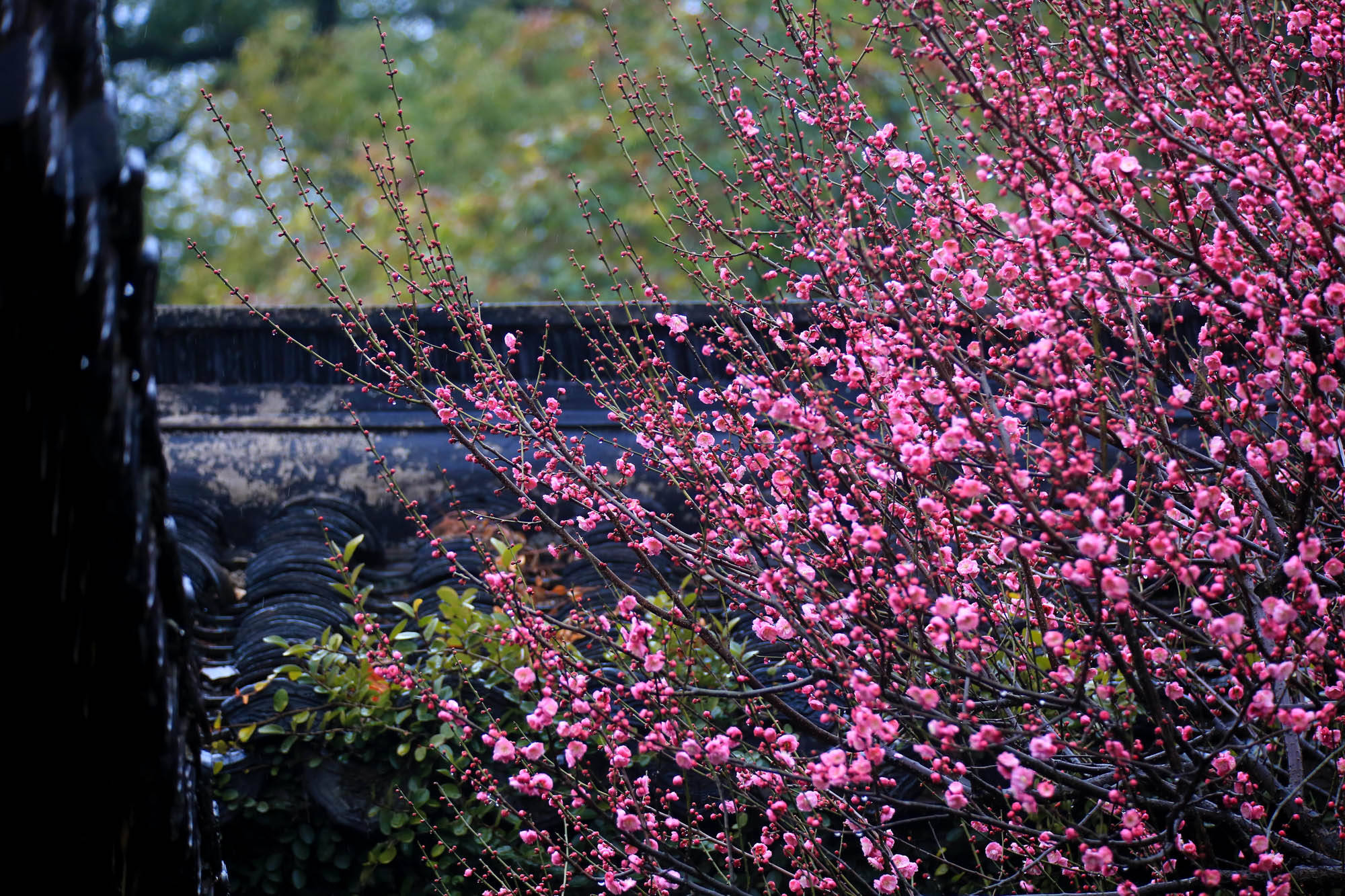 西湖"梅"景上新_梅花_王爱刚_浙江省
