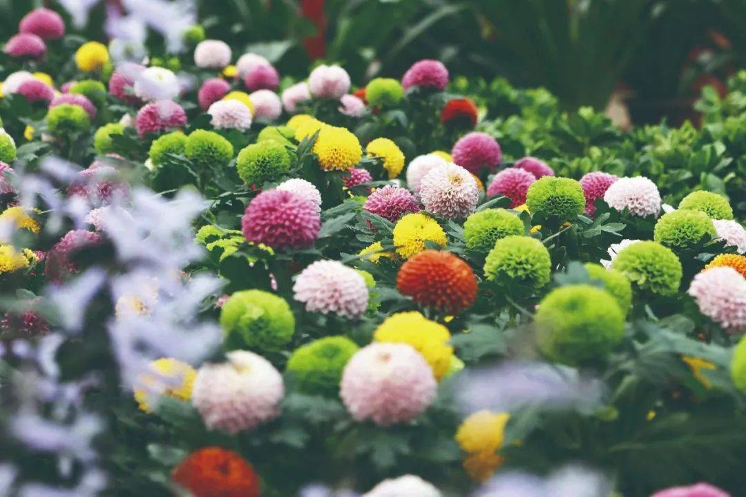 冬季来双河热带植物园看姹紫嫣红_花卉_师市_鲜花