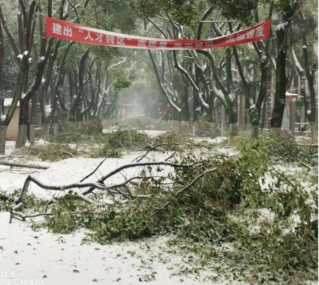 冻雨转大雪图片