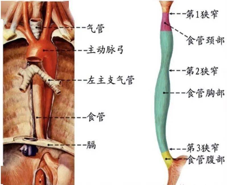 食管有三处狭窄
