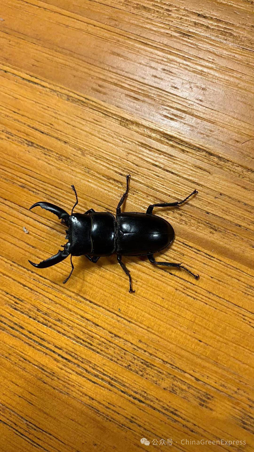 多次攻击作者的"夹夹虫",原来是它!| bcon之物种小科普