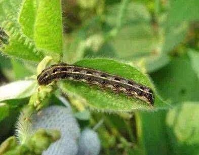 最强悍杀虫配方,果实,茎秆内外害虫全杀完,打一遍顶3