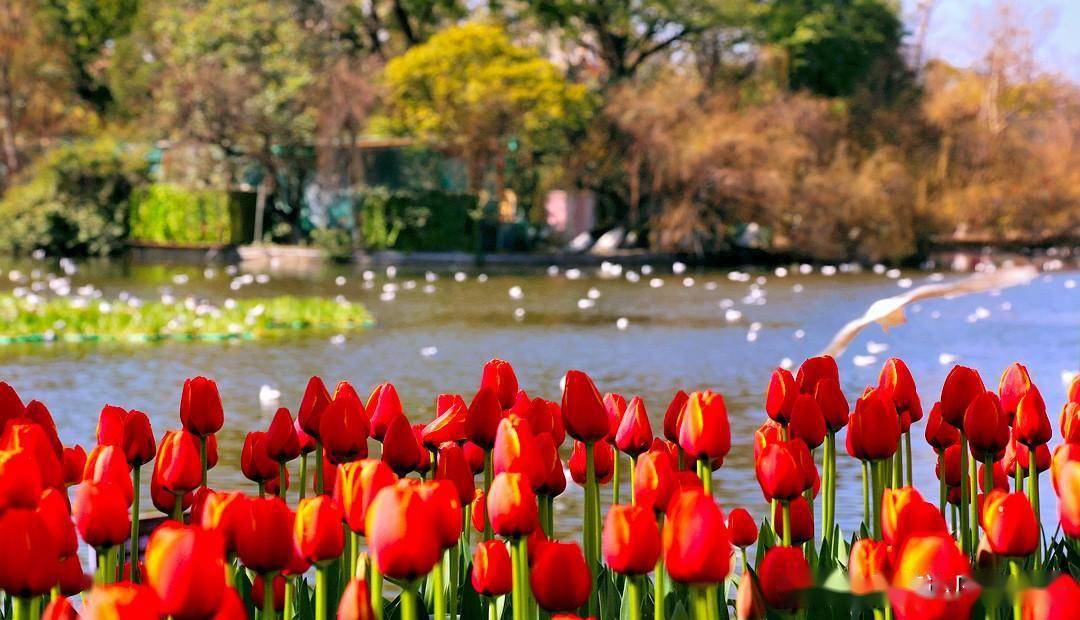 翠湖公园郁金香花展图片