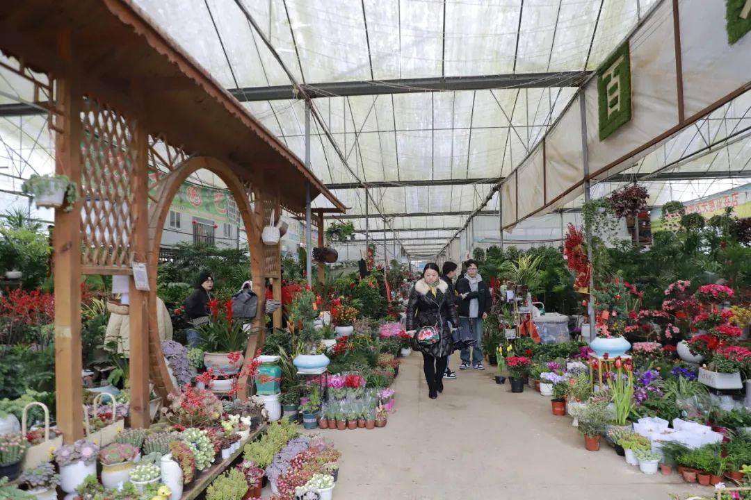 安顺花卉市场年味浓,市民购买鲜花过年成时尚_人们_氛围_花鸟