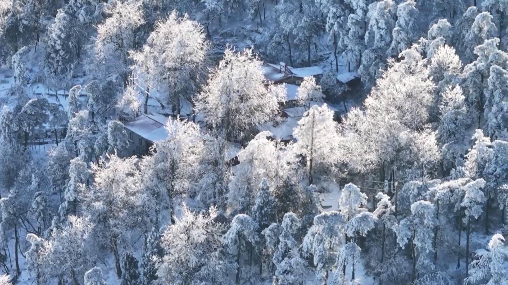 庐山雾凇真实照片图片