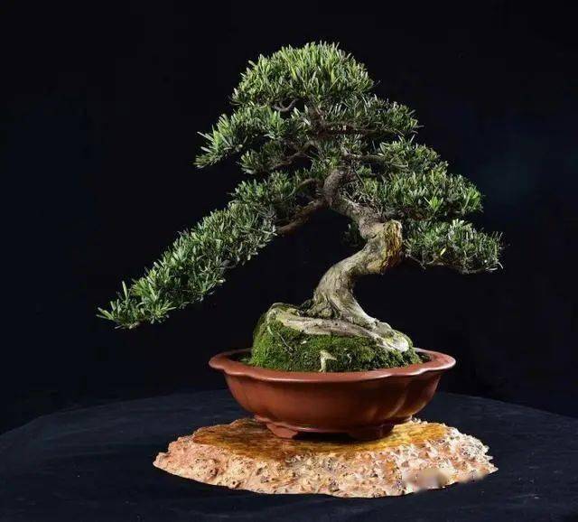 在培育与造型的过程中,捏塑出罗汉松盆景雄浑苍劲的傲然气势!