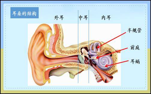 耳石症结构图图片