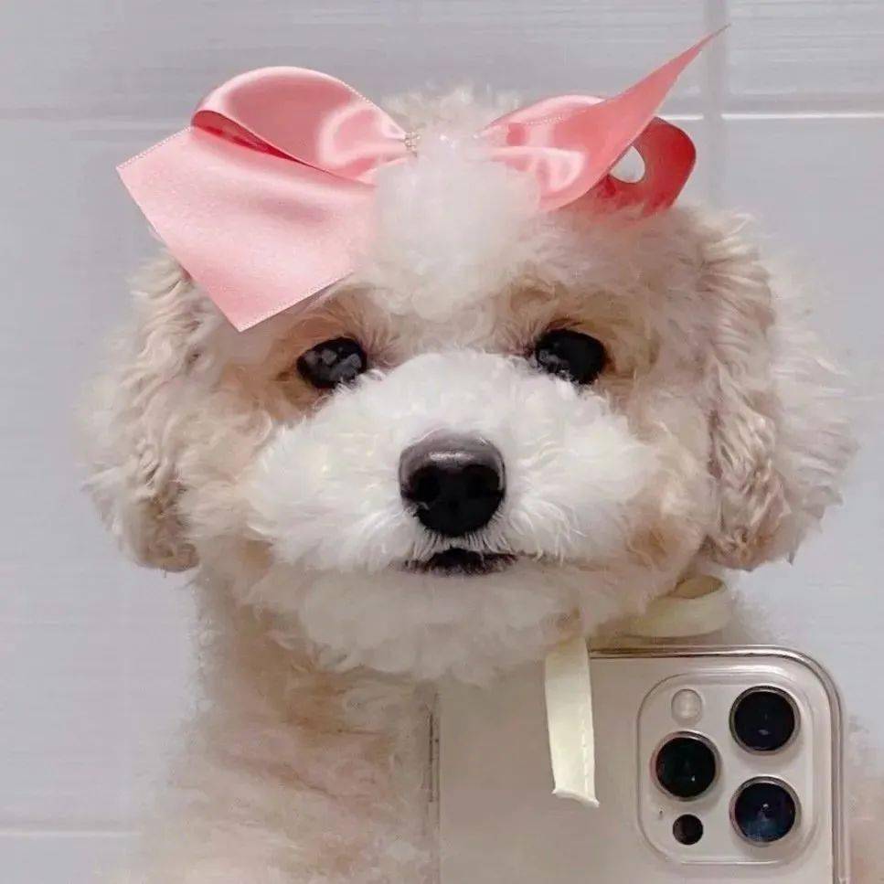 头像丨新鲜出炉的热门头像