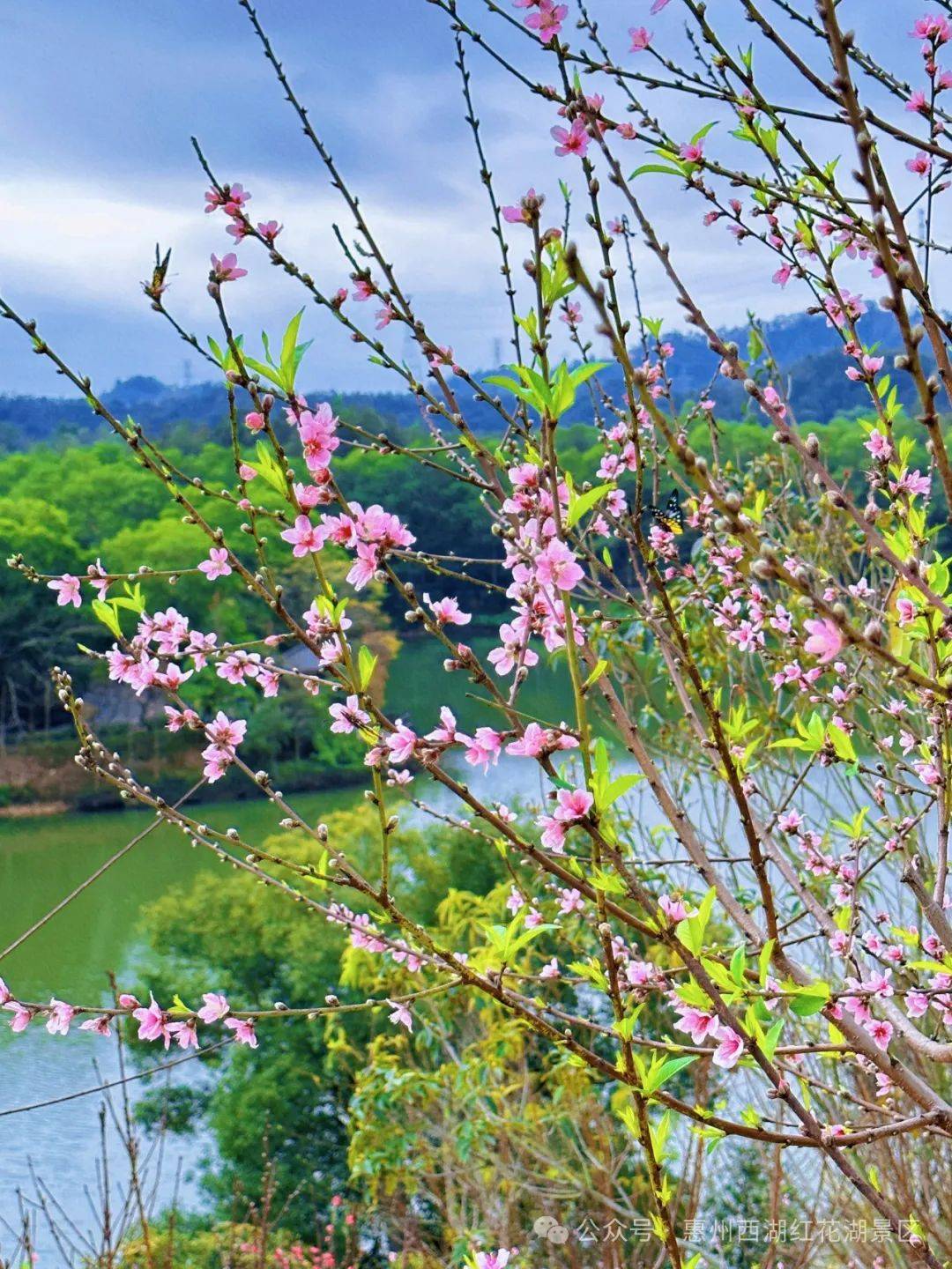 惠州红花湖的桃花开了!