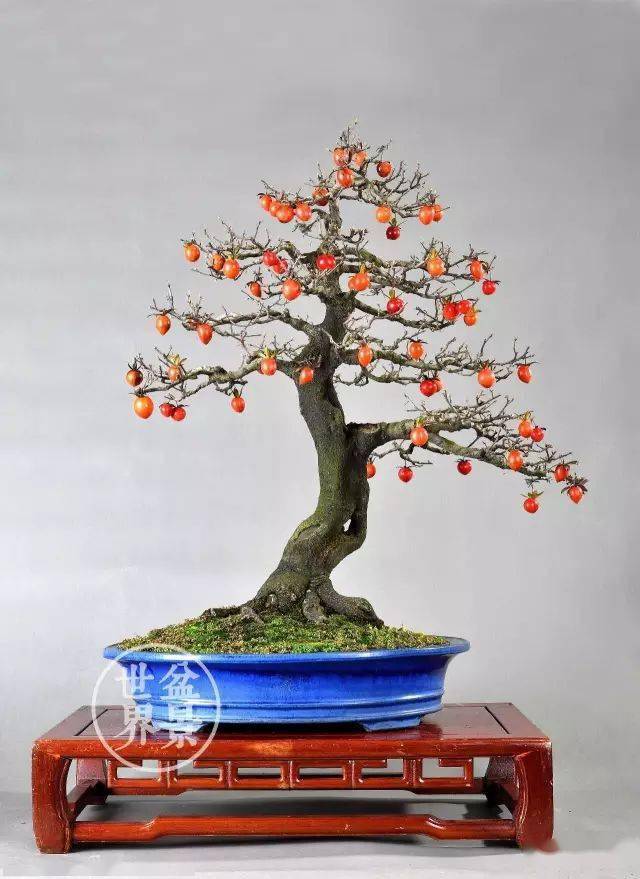 盆景 盆栽 植物 640_879 竖版 竖屏
