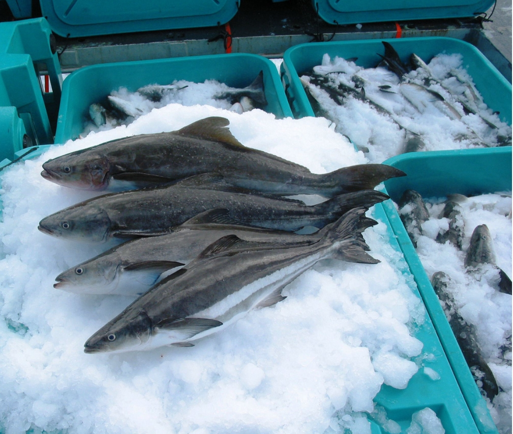 (學名:rachycentron canadum),又稱為錫臘白,海乾草,海麗魚,海鱺