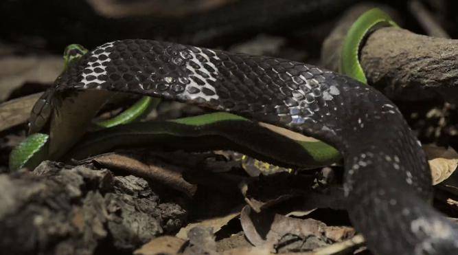 b站新出9.8分纪录片,寒假必看