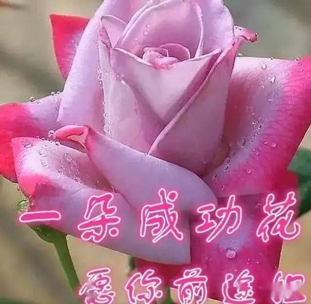 送你2024年几朵最价值连城的花新的征程新的拼搏新的开始新的期望为了