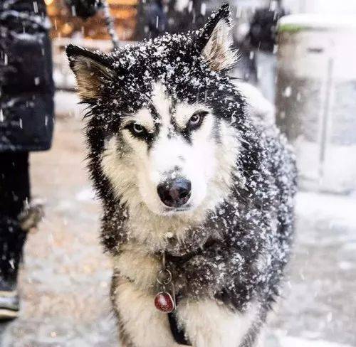 下雪后的哈士奇