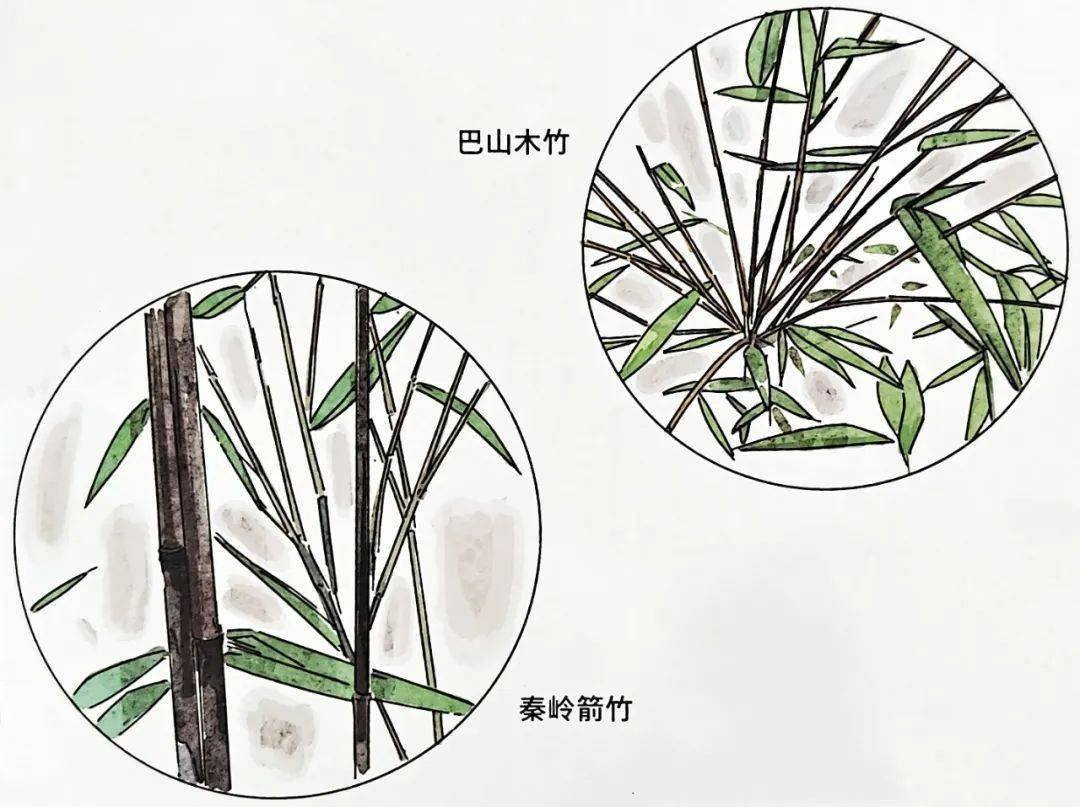 平平和安安:大熊猫兄弟的团聚故事_妈妈_箭竹_背景