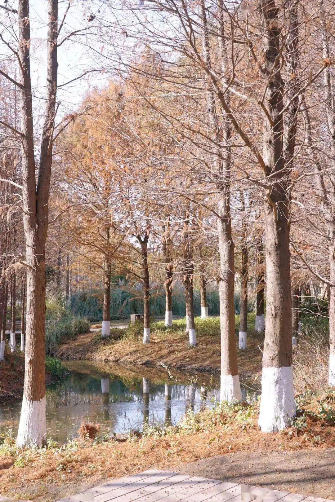 细数九亭冬日的美,一起来感受→_的力量_阳光_九亭镇