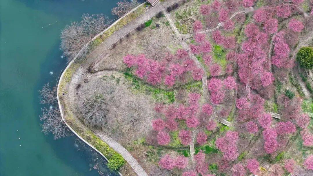 桐乡新增一片花海,超静美!_红梅_马鸣村_洲泉镇