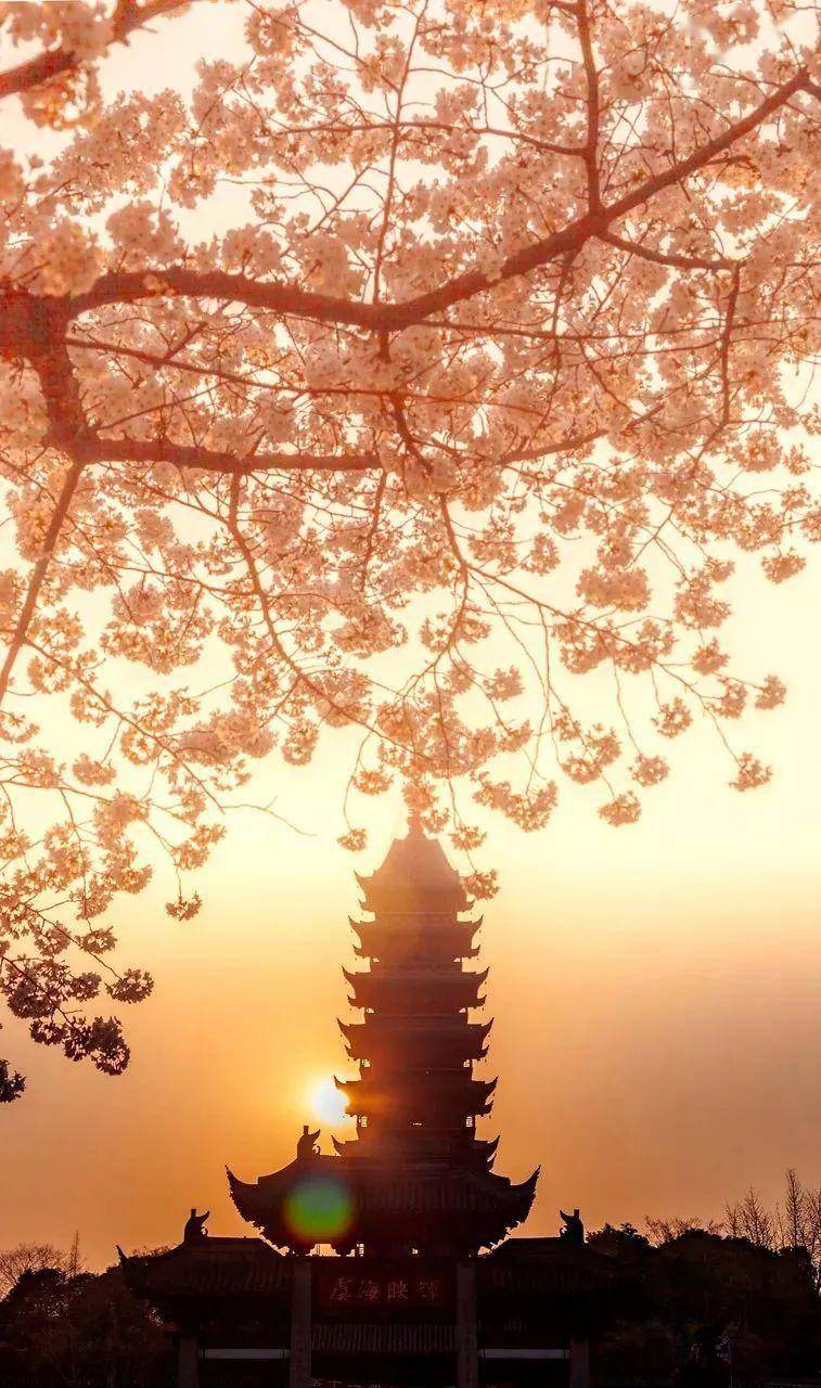 朝天宫玉兰花和金瓦红墙带你穿越回金陵南京颐和路满园春色关不住一簇