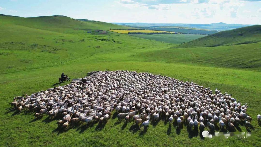 "朋友你好"·美丽呼伦贝尔③|奏响现代农牧业发展