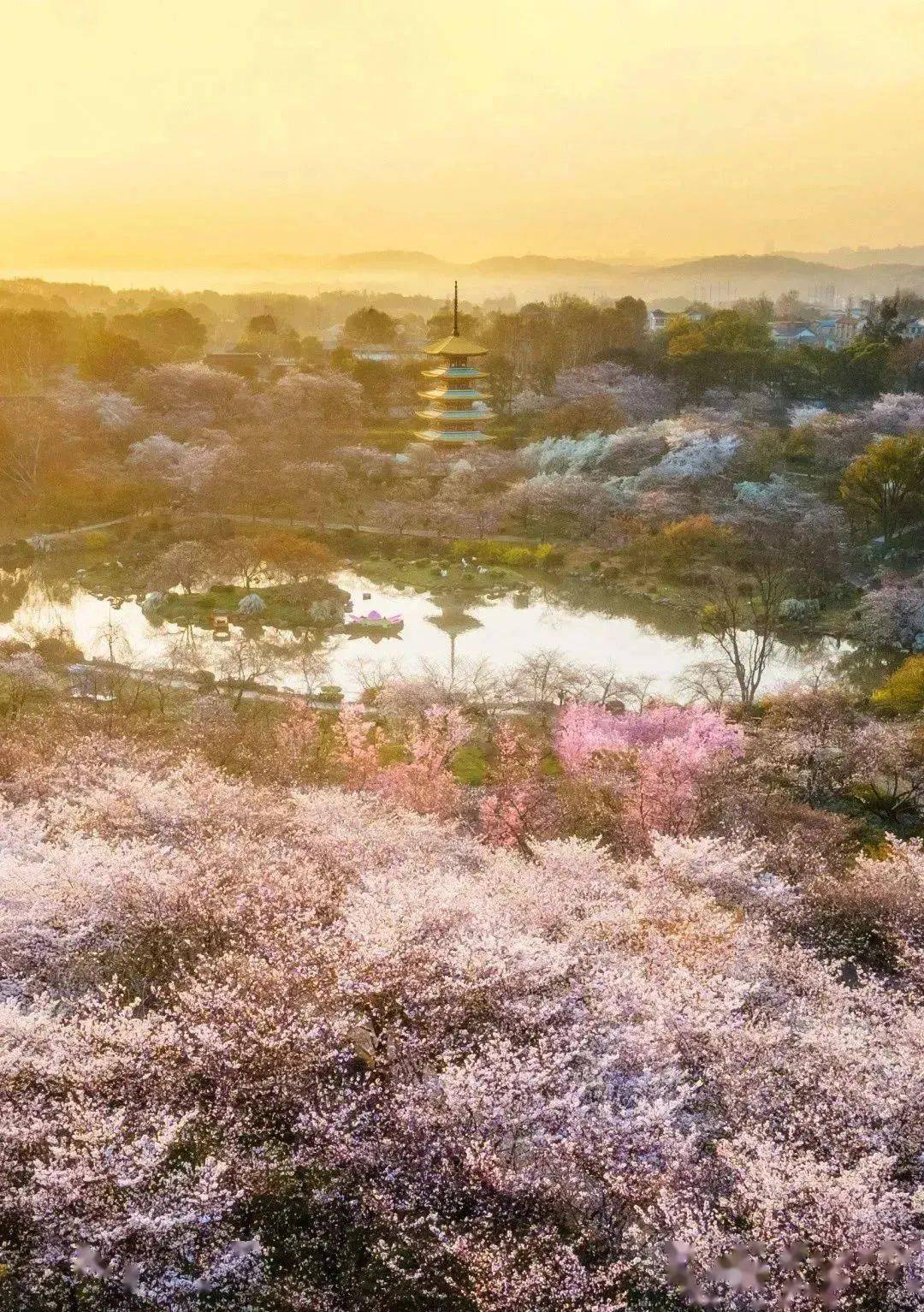 武汉樱花美图图片