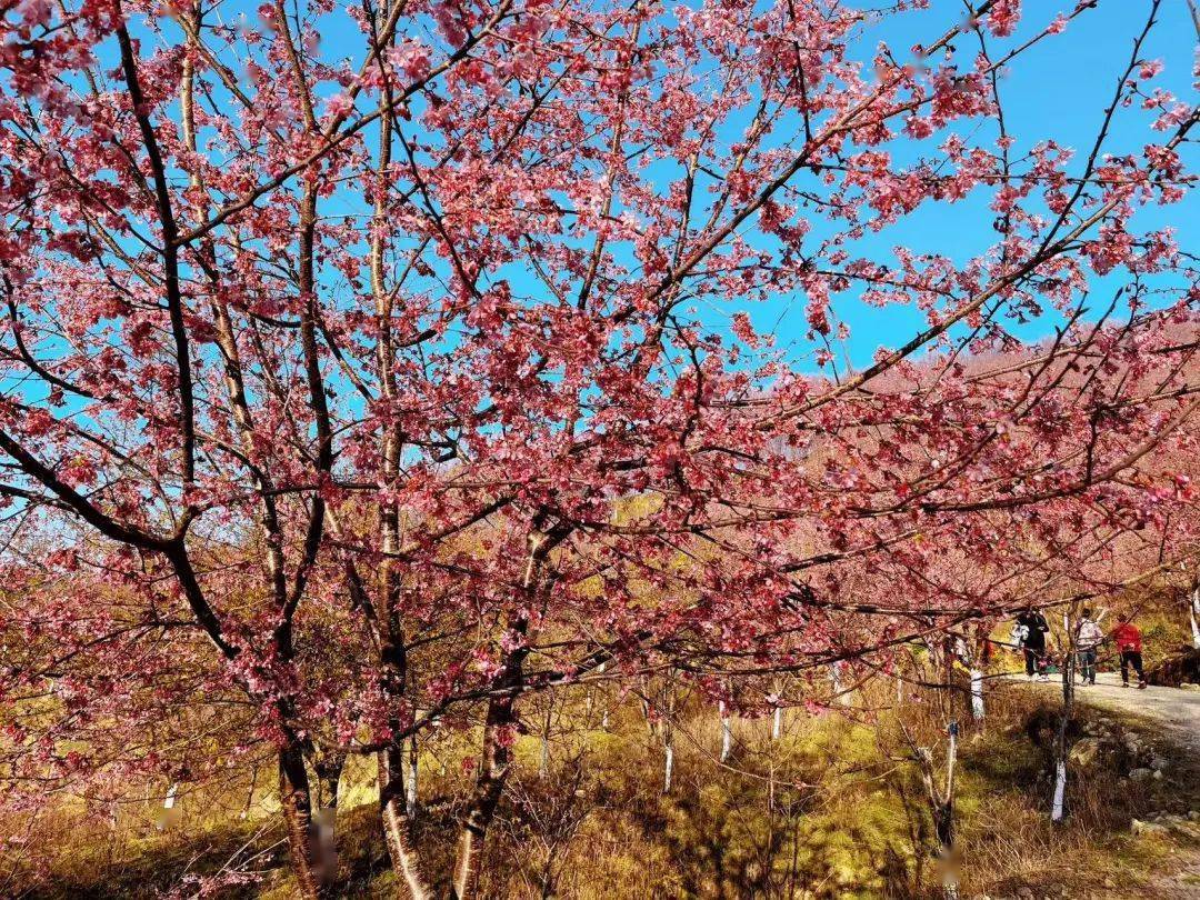 大田屏山樱花迎来盛放期,太美了!_来源_年年_迟日