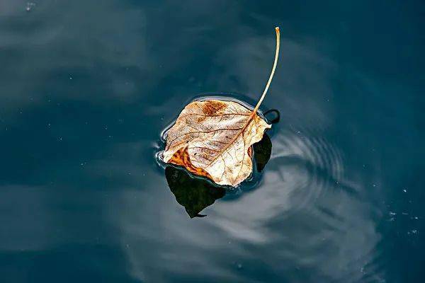 处事奇书《菜根谭》精华50句_君子_道德_人情