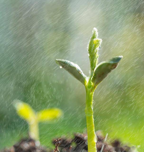 ppt 背景 壁纸 电脑桌面 发芽 绿色 绿色植物 嫩芽 嫩叶 新芽 植物