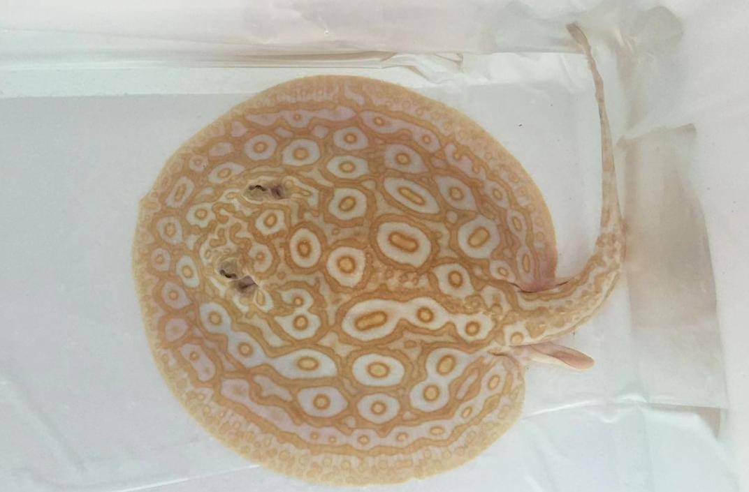 浙江男子烧钱爱好,一条鱼价值300万!有人因此