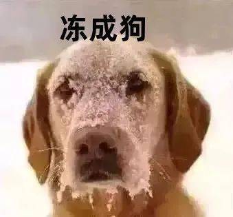 壁纸 动物 狗 狗狗 339_315