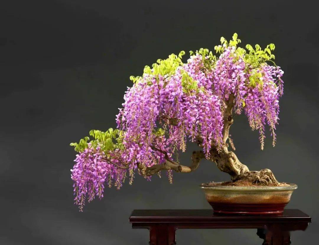 紫气东来福满堂_作品_cm_紫藤