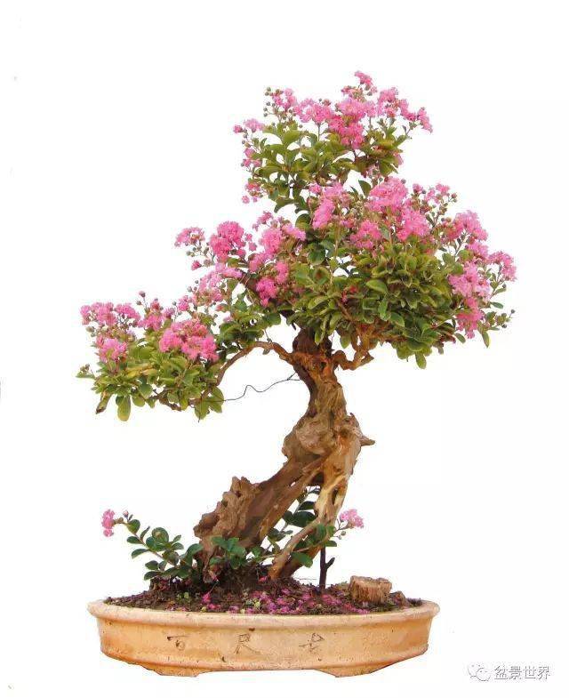 盆景 盆栽 植物 640_785