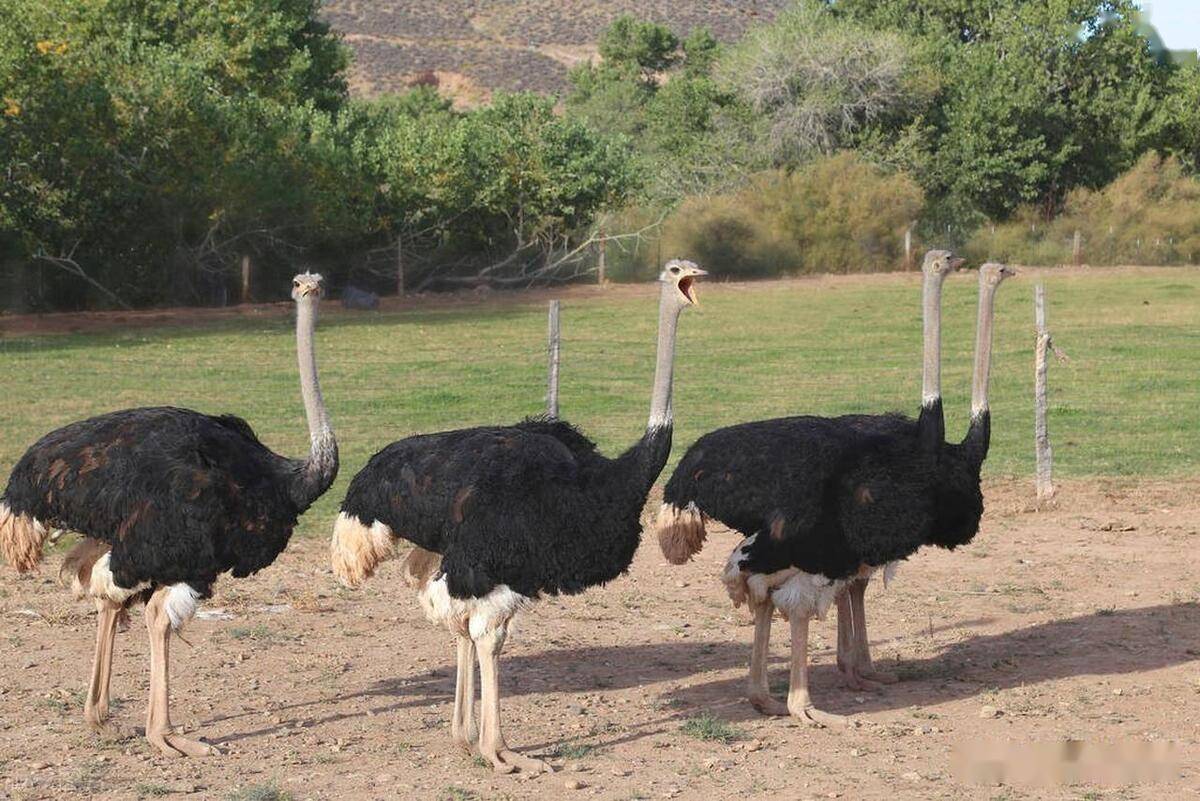 鸵鸟怎么养殖吃什么_繁殖_生活_习性