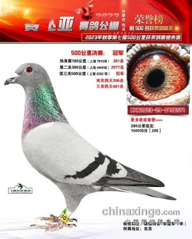 来自宁夏吴忠,鸽主诚信鸽舍-宋建军的一羽2023-29-0496514灰白条登顶