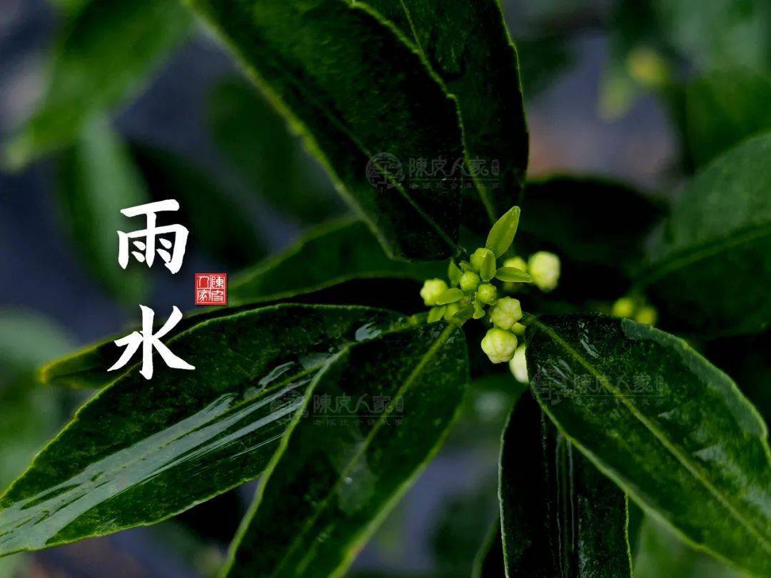 陈皮食谱:雨水节气养生重点——疏肝,祛湿,健脾